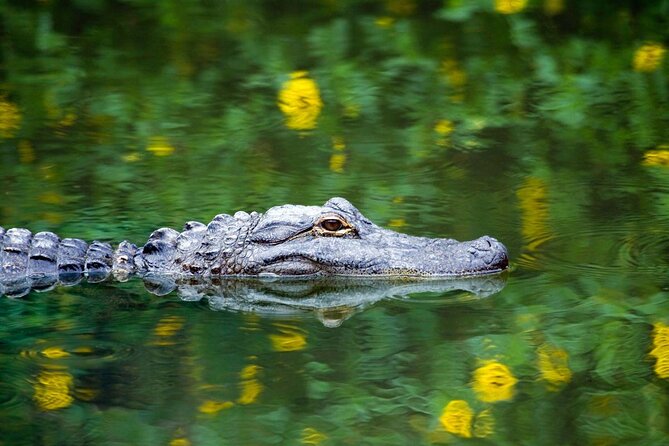 1-Hour Evening Airboat Ride - Where the Night Airboat Starts: Boggy Creek in Kissimmee
