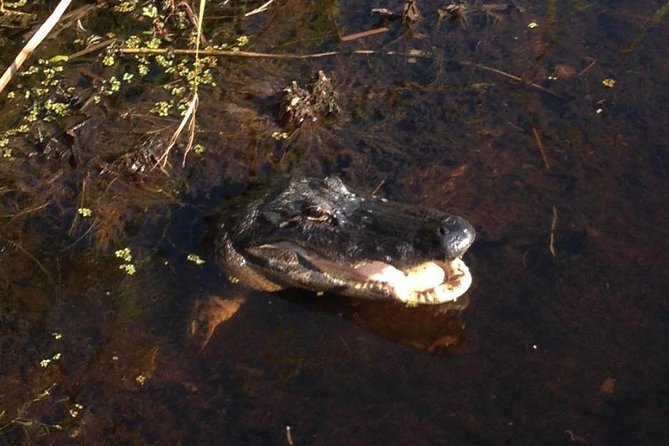 1-Hour Evening Airboat Ride - Wildlife Reality Check: Your Chances and What Affects Them