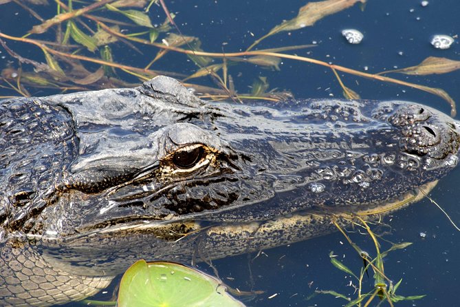 1 Hour Everglades Airboat Tour Orlando Florida - Key Highlights You’ll Care About