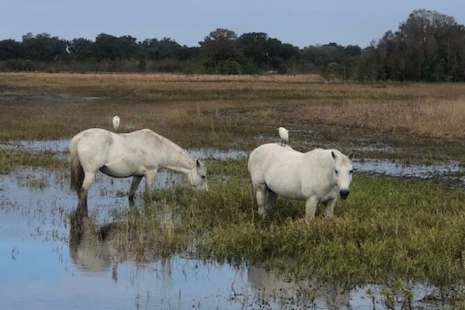 1 Hour Everglades Airboat Tour Orlando Florida - Guide Commentary That Actually Helps You Understand What You’re Seeing