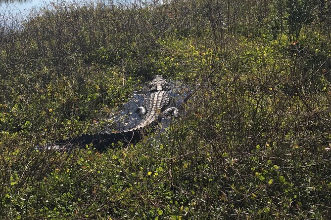 1 Hour Everglades Airboat Tour Orlando Florida - Who This Fits Best (And Who Might Want a Different Format)