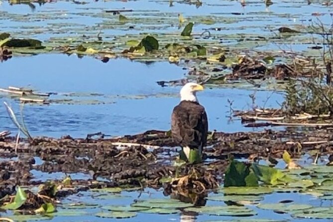 1 Hour Everglades Airboat Tour Orlando Florida - Should You Book This 1-Hour Everglades Airboat Tour?