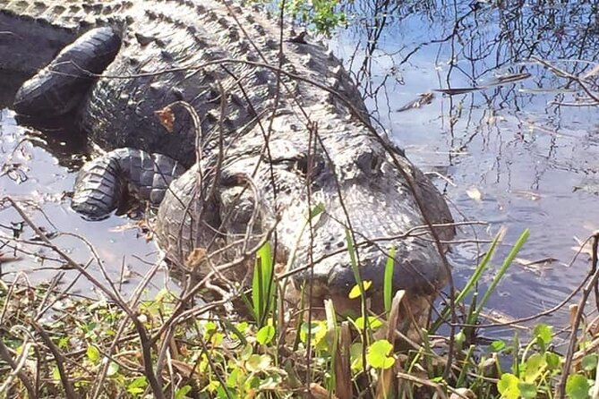 1 Hour Florida Everglades Wildlife Tour - Quick hits before you go