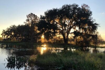 1 Hour Florida Everglades Wildlife Tour - What you do during the Kissimmee Everglades wildlife intro