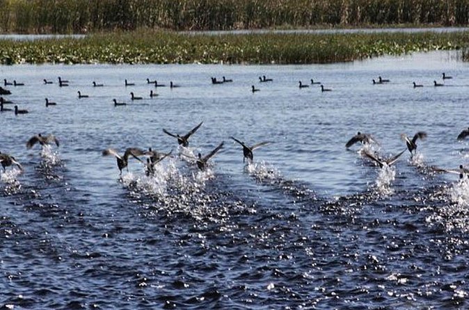 1 Hour Florida Everglades Wildlife Tour - Ear protection and what it changes for your comfort