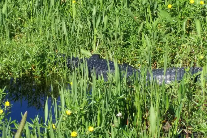 1 Hour Florida Everglades Wildlife Tour - Price check: is $58.50 good value?