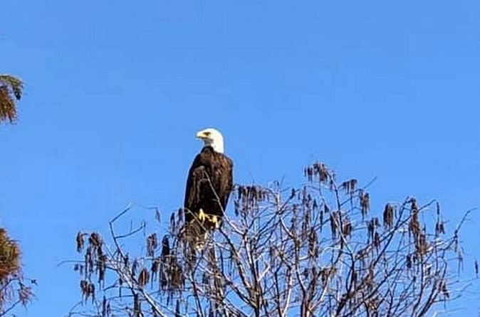 1 Hour Florida Everglades Wildlife Tour - Who this tour fits best (and who might want something else)