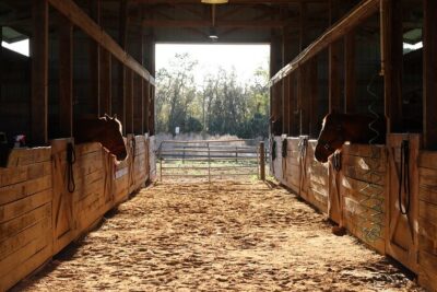 1 Hour Guided Horseback Trail Ride Rock Springs Run State Reserve - From Springs to Swampy Bayheads: The Trail’s Real Variety