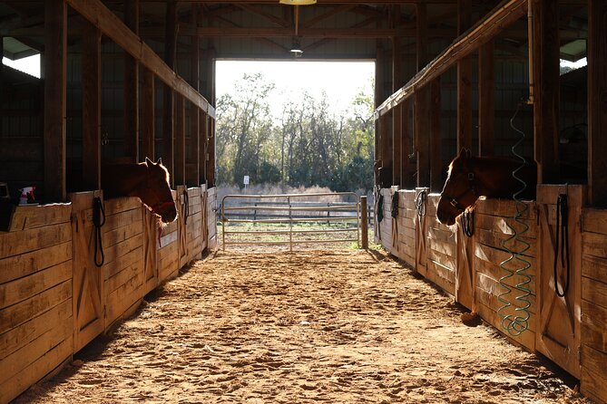 1 Hour Guided Horseback Trail Ride Rock Springs Run State Reserve - From Springs to Swampy Bayheads: The Trail’s Real Variety