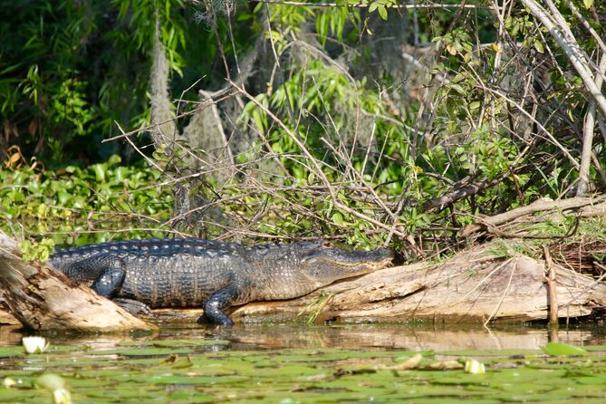 1 Hour Historical Wildlife Tour of The Famous Chain of Lakes - Key highlights worth marking on your map