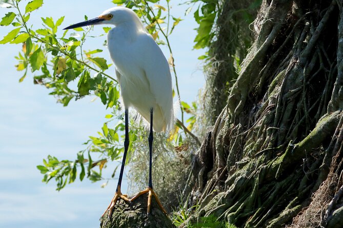 1 Hour Historical Wildlife Tour of The Famous Chain of Lakes - Stop-by-stop: the lakeside history that gives the cruise meaning