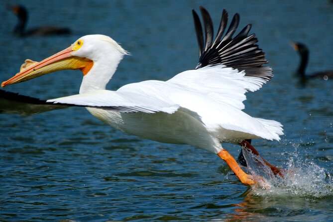1 Hour Historical Wildlife Tour of The Famous Chain of Lakes - Summer heat, rain, and wind: how to time your ride