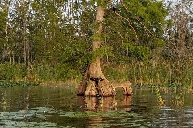 1 Hour Historical Wildlife Tour of The Famous Chain of Lakes - Who should book this cruise (and who might skip it)