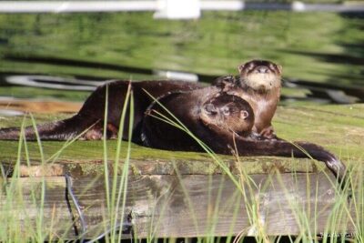 2 Hour Historical Wildlife Tour of the Chain of Lakes - Cypress Gardens and the Esther Williams Florida-shaped pool