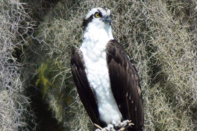 2 Hour Historical Wildlife Tour of the Chain of Lakes - Your captain matters: the narration turns scenery into a story