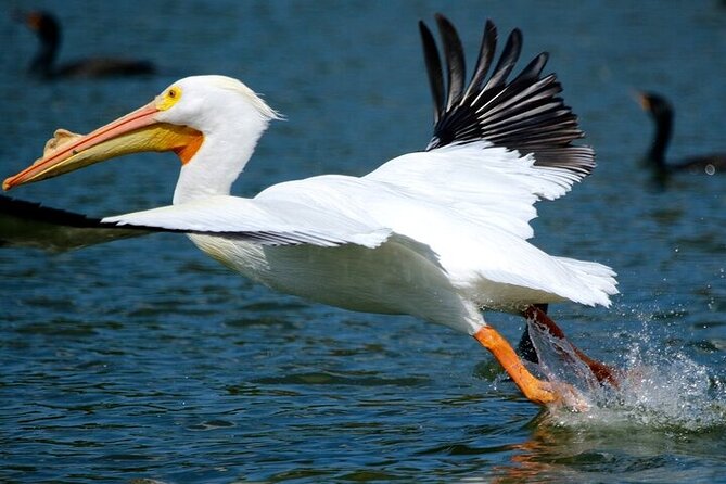 2 Hour Historical Wildlife Tour of the Chain of Lakes - What to bring: sun, wind, and snacks for the two-hour ride