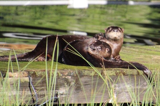 2 Hour Historical Wildlife Tour of the Chain of Lakes - Cypress Gardens and the Esther Williams Florida-shaped pool