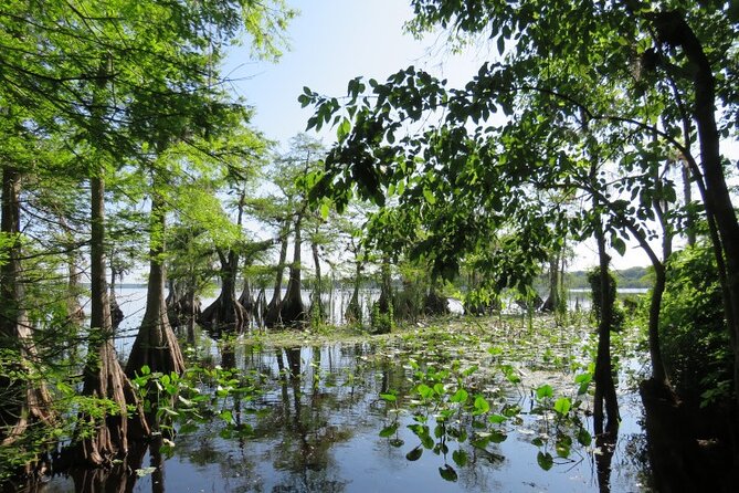 3 Hour Small Group Lake Norris Kayak Activity - Lake Norris: Darkwater Cypress Swamp With Osprey Everywhere