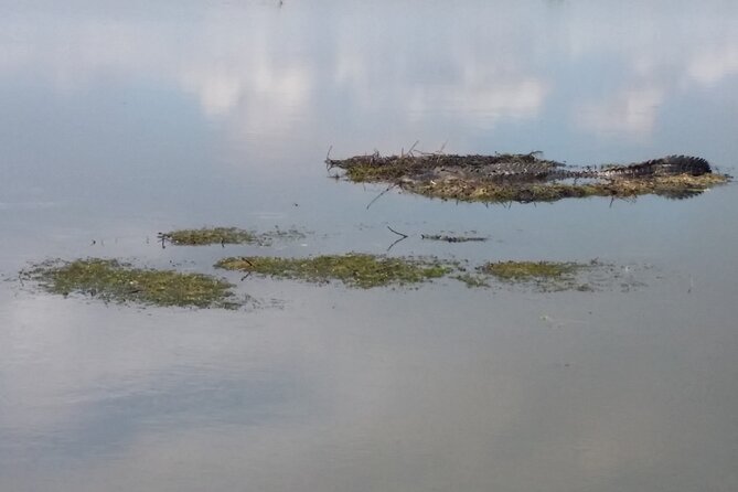 90 Minute Airboat Tour in the Florida Everglades - A quick, wildlife-minded Everglades airboat ride