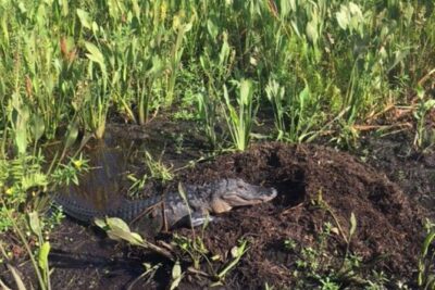 90 Minute Airboat Tour in the Florida Everglades - How the 90 minutes actually play out on your day