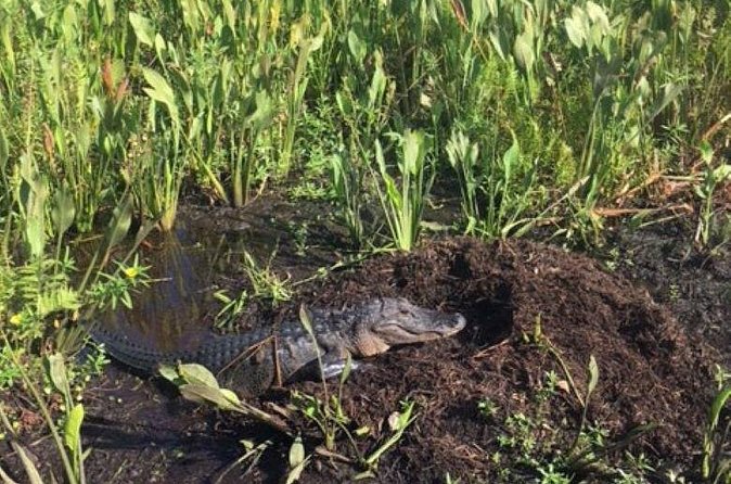 90 Minute Airboat Tour in the Florida Everglades - Small group size: the underrated advantage