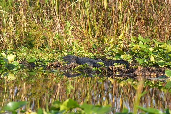 90 Minute Airboat Tour in the Florida Everglades - Ear protection included: comfort you’ll notice right away