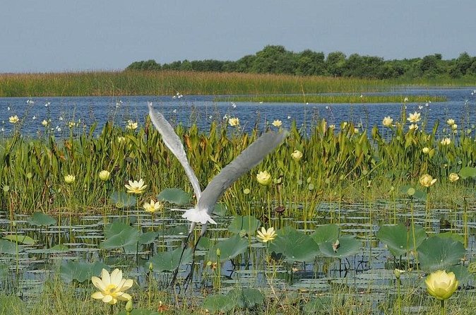 90 Minute Airboat Tour in the Florida Everglades - Meeting in Kissimmee: simple start, easy ending
