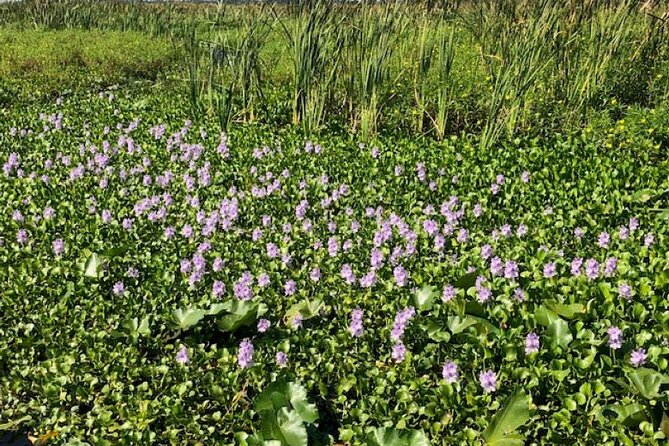 90 Minute Airboat Tour in the Florida Everglades - Who this tour fits best (and who might want something else)