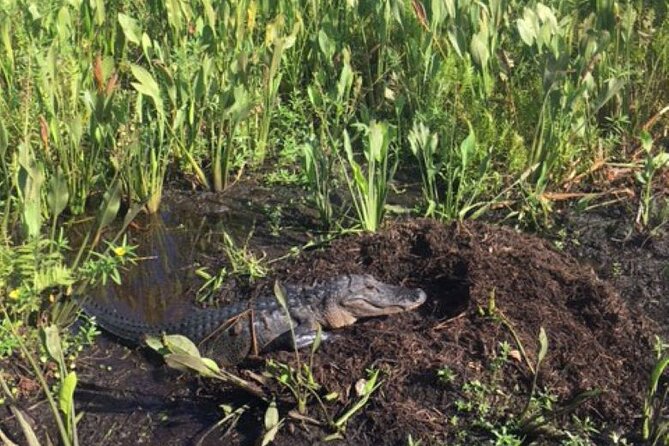 90 Minute Airboat Tour in the Florida Everglades - How the 90 minutes actually play out on your day
