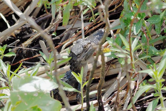 90 minute Everglades Airboat Tour near Orlando Florida - Why this 90-minute Everglades airboat tour fits Orlando perfectly