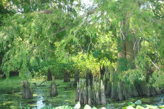 90 minute Everglades Airboat Tour near Orlando Florida - Captains and live commentary: when the guide turns it into a lesson