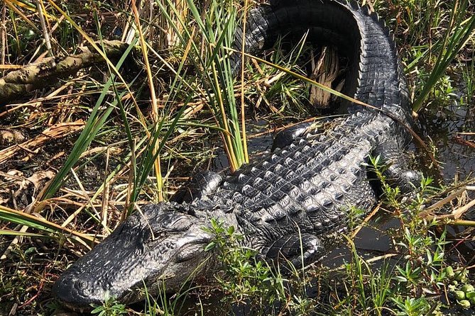 90 minute Everglades Airboat Tour near Orlando Florida - What actually happens during the 90 minutes on the water