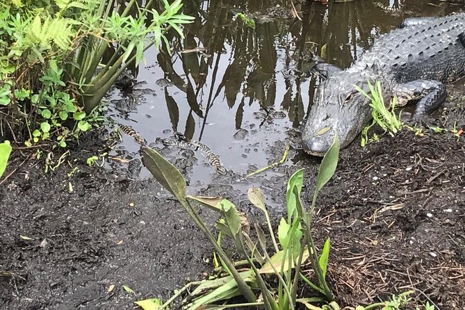 90 minute Everglades Airboat Tour near Orlando Florida - Who should book this airboat tour, and who should think twice