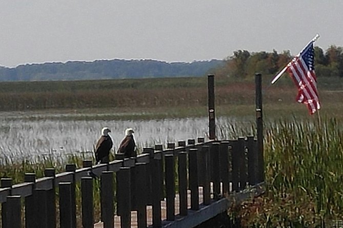 90 minute Everglades Airboat Tour near Orlando Florida - Gator nesting areas and the wildlife you can realistically expect