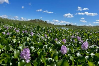90 Minute Florida Everglades Boat Eco Tour - What a 90-minute pontoon ride feels like