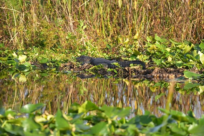 90 Minute Florida Everglades Boat Eco Tour - Interactive spotting: how you get closer (safely) and why it matters