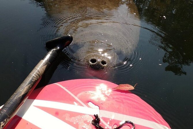 Blue Springs Manatee Tours & Wildlife Adventure Orlando - Quiet kayak, real wildlife time at Blue Spring