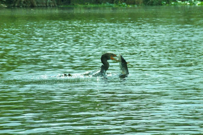 Blue Springs Manatee Tours & Wildlife Adventure Orlando - Manatees: what you can realistically spot (and why)
