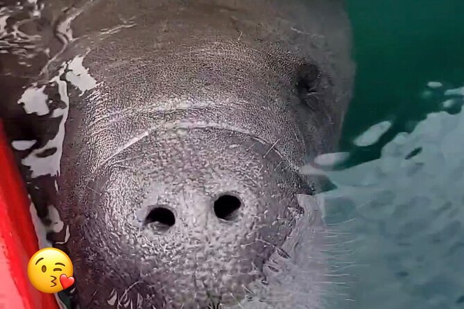 Blue Springs Manatee Tours & Wildlife Adventure Orlando - The 2-hour Blue Spring State Park paddling session