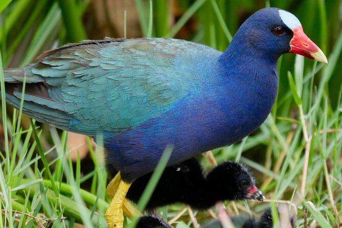 Central Florida Half-Day Private Birding Activity - 2 person max - Key things I’d plan around before you go