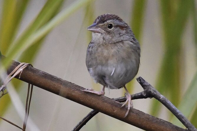 Central Florida Half-Day Private Birding Activity - 2 person max - Private birding for two: what $325 actually buys you