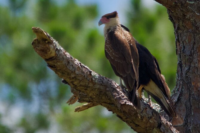 Central Florida Half-Day Private Birding Activity - 2 person max - Joe Overstreet Landing for raptors and Bald Eagles