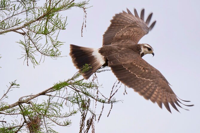 Central Florida Half-Day Private Birding Activity - 2 person max - The guide factor: how instruction turns sightings into skills