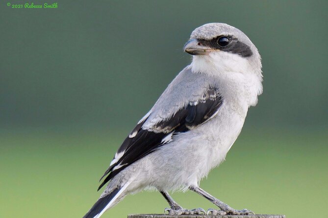 Central Florida Half-Day Private Birding Activity - 2 person max - Species checklist and the included “stuff you’d otherwise forget”