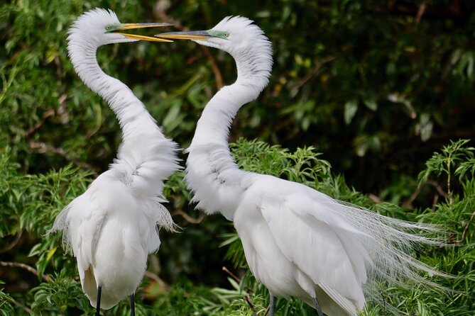 Central Florida Half-Day Private Birding Activity - 2 person max - Pace, walking level, and what to pack for a 5-hour morning