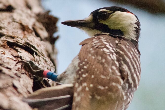 Central Florida Half-Day Private Birding Activity - 2 person max - Weather reality: what happens if the morning turns gray