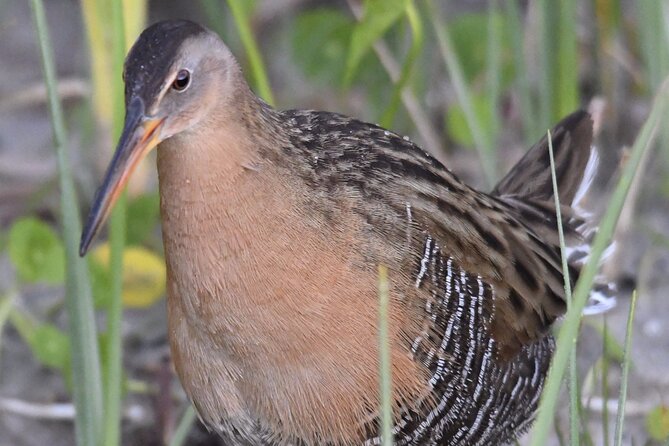 Central Florida Half-Day Private Birding Activity - 2 person max - Three Lakes WMA in the morning: hiking with a birding plan