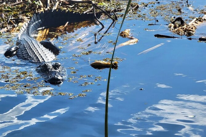 Central Florida's Airboat Rides - Central Florida Airboat Rides in Kissimmee: Why 30 Minutes Fits Real Life