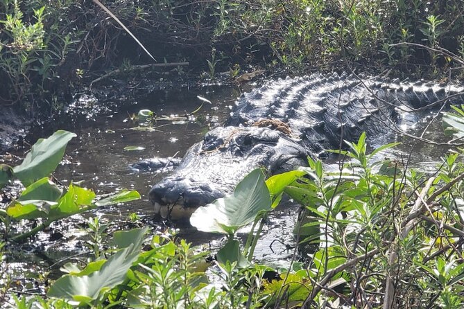 Central Florida's Airboat Rides - The Baby Alligator Stop: The Moment Everyone Remembers