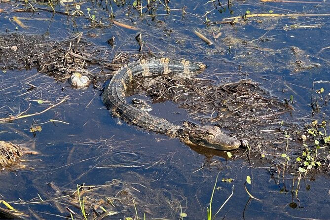 Central Florida's Airboat Rides - Wildlife Odds in Central Florida: Gators, Birds, and Why Time of Day Changes Everything